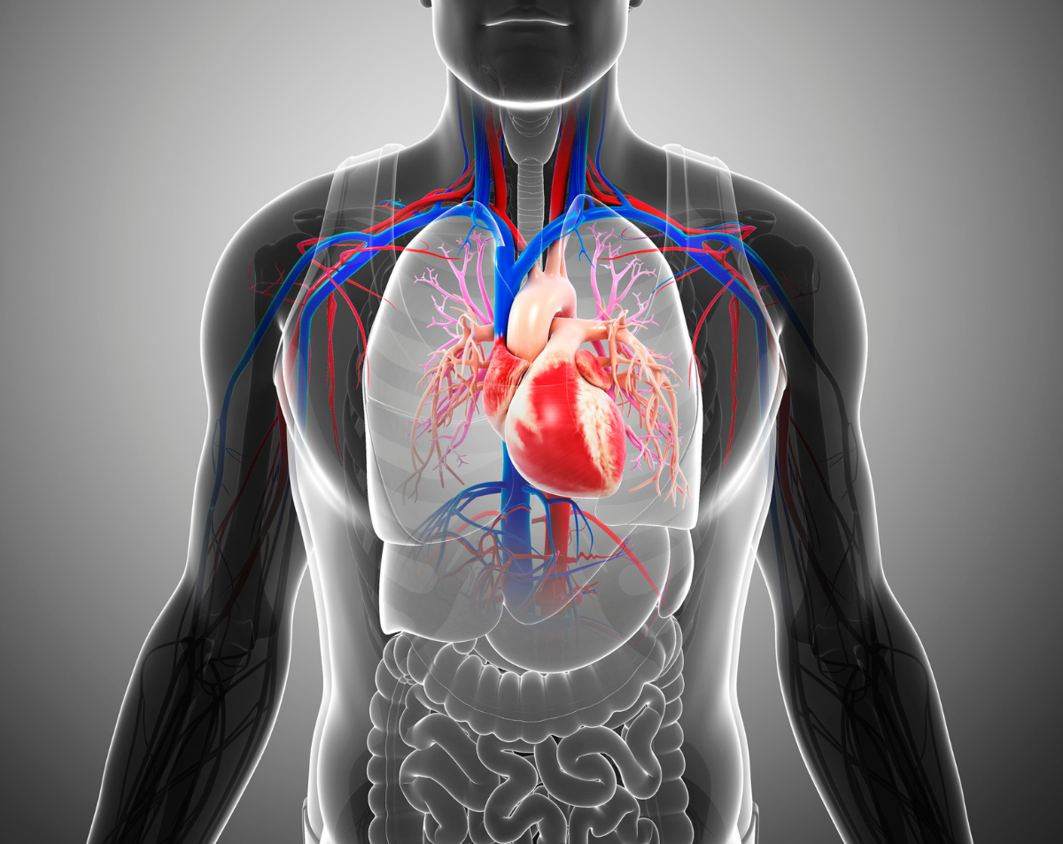 The Role of Stress Testing in Evaluating Cardiac Function