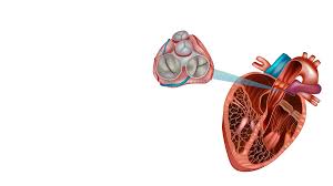 Choosing the Right Cardiologist